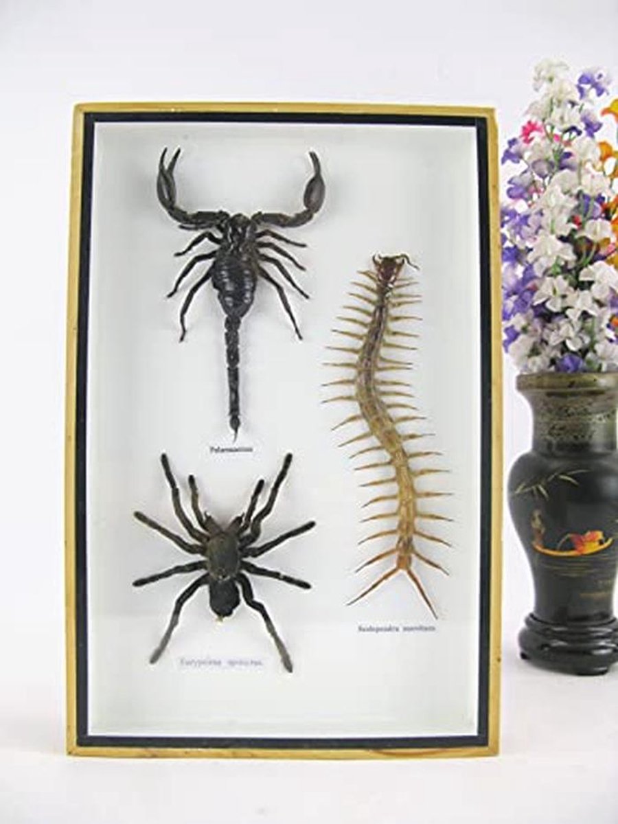 XXL Vitrinekast met Insecten - Museumkwaliteit Vogelspin, Schorpioen, Cendipede