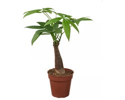 JUNAVERA Pachira aquatica | geldboom voor paludarium en woonkamer | 9 cm pot | 30 cm hoog