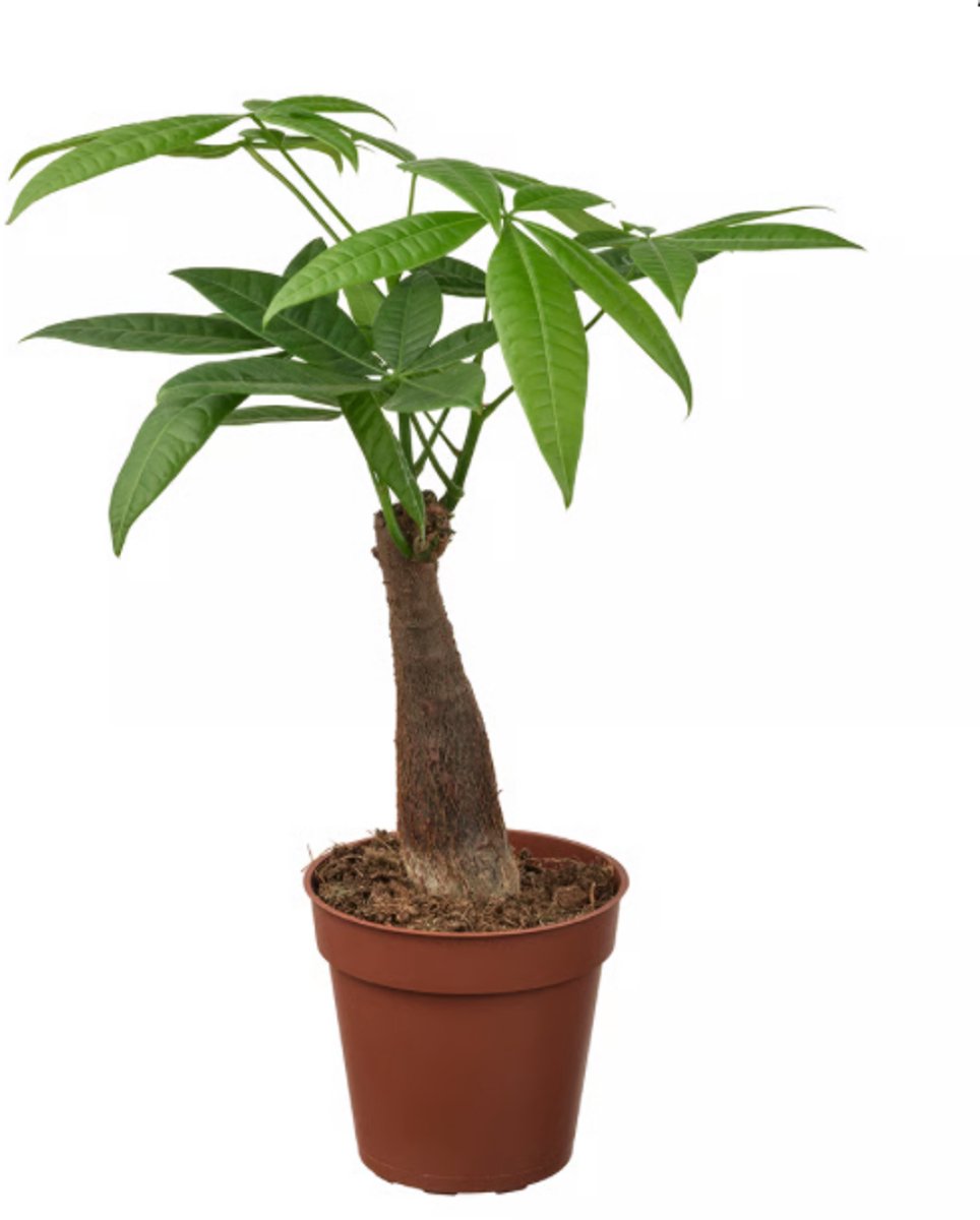 JUNAVERA Pachira aquatica | geldboom voor paludarium en woonkamer | 9 cm pot | 30 cm hoog