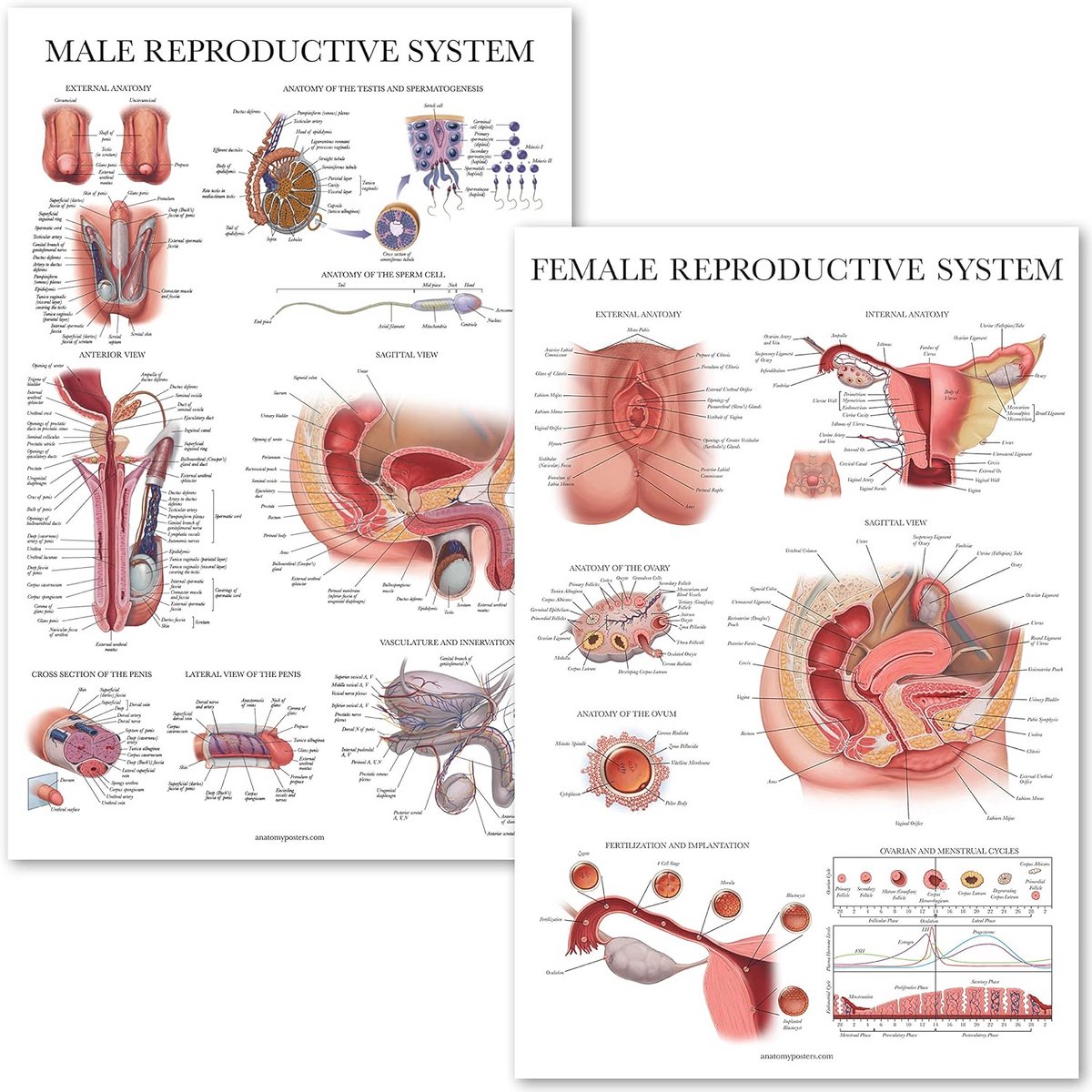 Set van 2 Anatomische Posters: Mannelijk en Vrouwelijk Voortplantingssysteem - Educatieve Kaarten