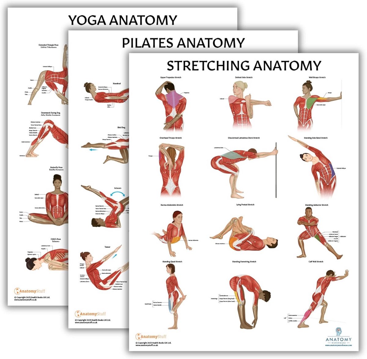 Set van 3 Anatomie Posters: Yoga, Pilates en Stretching Oefeningen - Gelamineerd