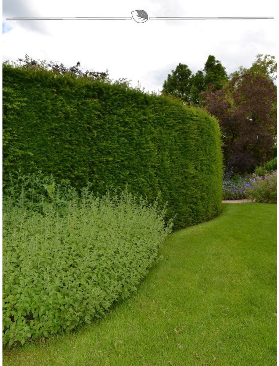 Venijnboom Taxus baccata 200-225 cm, 7x Haagplant