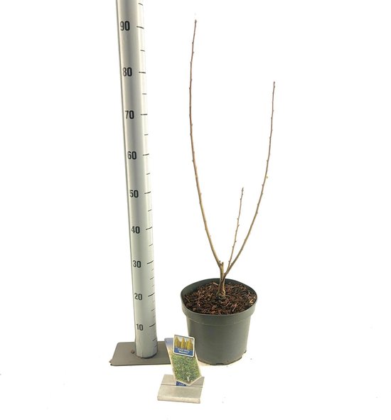 Jonge Ginkgo biloba 'Menhir' boom in pot met bruine aarde, 80-100 cm hoog. Naast een meetlat.