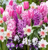 40x Bollenmix 'Blend Border Pink' - Chionodoxa + Narcissus + Hyacinthus + Tulipa - Roze mix - 40 bloembollen