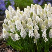 40x Muscari aucheri 'White Magic' - Blauwe Druifjes - Wit - Druifhyacint - 40 bloembollen Ø 7-8 cm