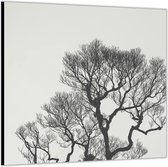 Dibond –Bovenkant Kale Boom-50x50 Foto op Aluminium (met ophang)