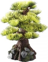 Auqa Della Bonsai medio sort - 15CM