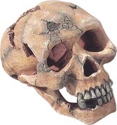 Auqa Della Skull L - 15CM