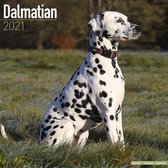 Dalmatians Kalender 2021