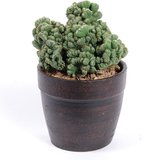 Cactus van Botanicly – Cereus Peruvianus Grizzly – Hoogte: 28 cm