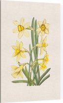 Gele Narcis Aquarel (Daffodil) - Foto op Canvas - 40 x 60 cm