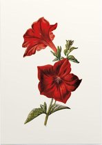 Crimson Petunia (Crimson Petunia White) - Foto op Posterpapier - 29.7 x 42 cm (A3)