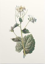 Look-zonder-look (Garlic Mustard) - Foto op Posterpapier - 29.7 x 42 cm (A3)