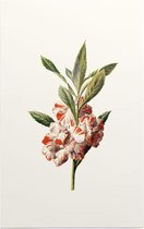 Impatiens Balsamina (Balsam White) - Foto op Forex - 80 x 120 cm