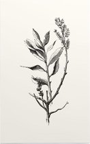 Wilde Gagel zwart-wit (Dutch Myrtle) - Foto op Forex - 40 x 60 cm