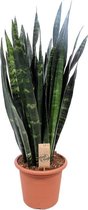 Sansevieria Black Coral 85 cm