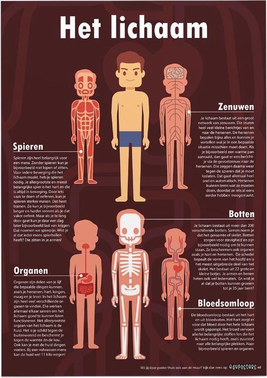 Educatieve poster (Posterpapier) - Biologie het complete lichaam - 50 x 70 cm (B2)