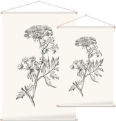 Sium Suave zwart-wit Schets (Water Parsnip) - Foto op Textielposter - 40 x 60 cm