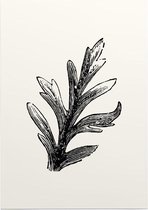 Bladtekening zwart-wit 2 - Foto op Posterpapier - 29.7 x 42 cm (A3)