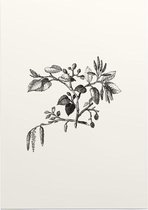 Els zwart-wit (Leaf of Alder) - Foto op Posterpapier - 50 x 70 cm (B2)