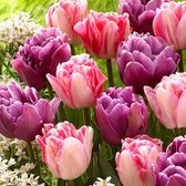 15x 'Lemon & Purple Delight' - Tulpenbollen roze paars - Winterhard -  15 bloembollen Ø 11-12cm