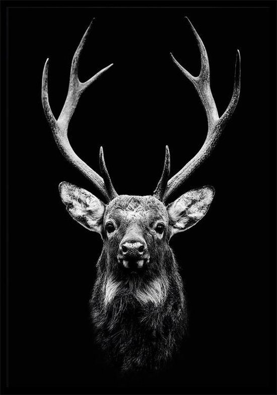 Dark Deer zwart wit dieren poster