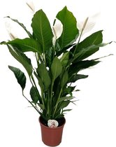 Spathiphyllum Sweet Sebastiano 140 cm