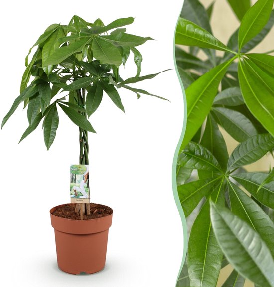 Green BoutiQ - Green is... Kamerplanten - Pachira Aquatica gevlochten stam - Geldboom - Weinig onderhoud - Groen - 1 Plant - Pot 21cm - Hoogte 80-90cm