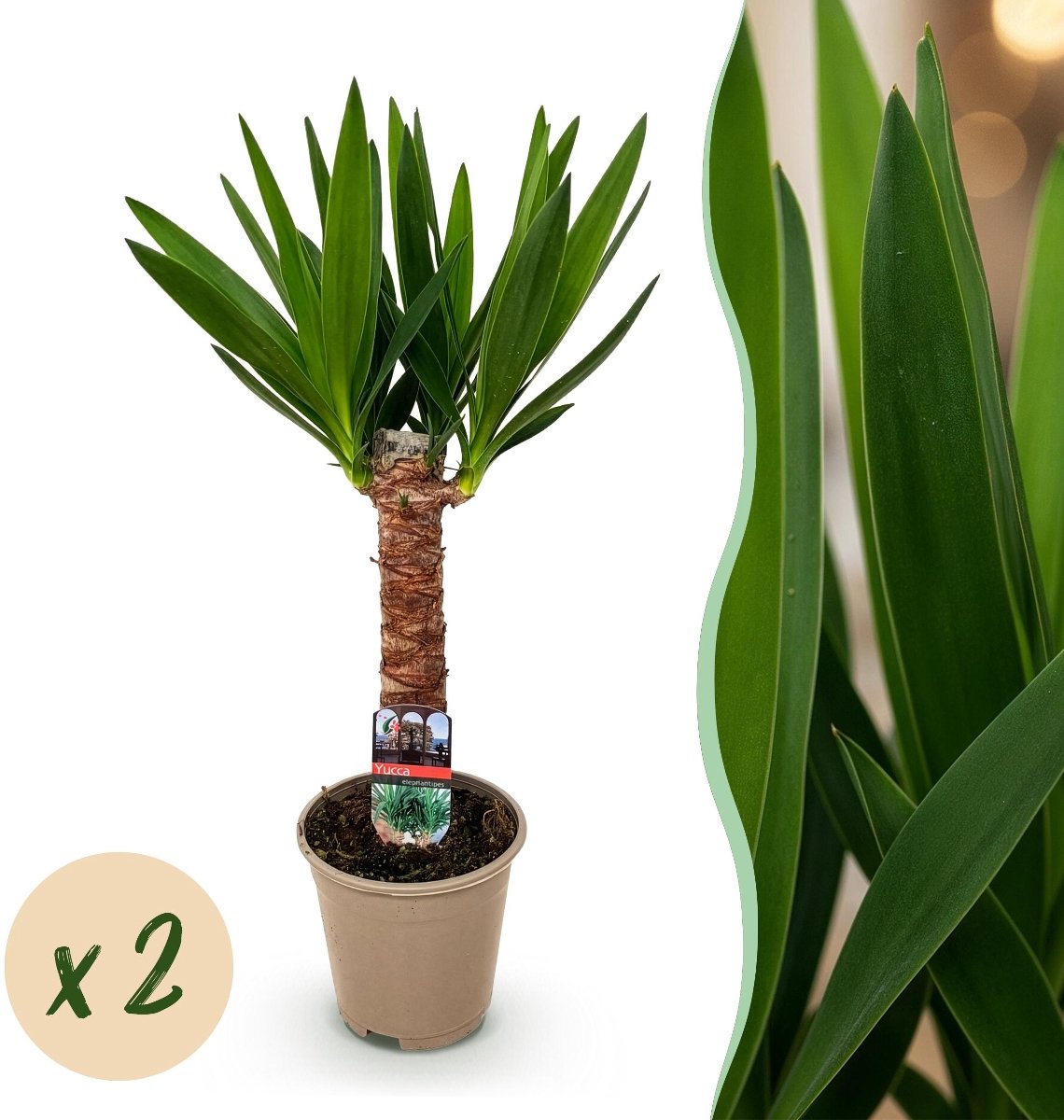 Green boutiQ - Kamerplant - Yucca elephantipes - Yucca - Weinig onderhoud - Groen - 2 - Pot 14cm - Hoogte 55cm