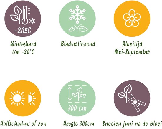 Green boutiQ - Plante grimpante - Clématite Rainbow - Bloem Wit Violet Rouge - Peu d'entretien - 4 plantes - Pot 11cm Hauteur 40cm