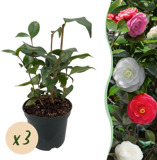 Green boutiQ - Arbustes - Camelia japonica Tricolore - Bloem Rose, Wit et Rouge - 3 Plantes - 1 m2 - Persistant - Pot 15cm Hauteur 30cm