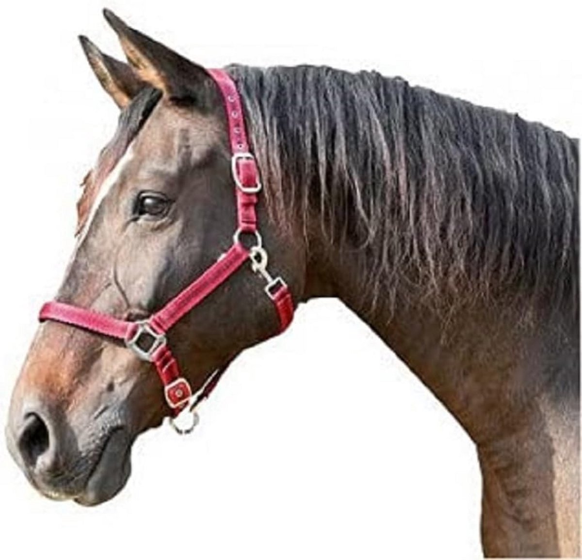 Verstelbaar Hoofdstel voor Paarden, 2-voudig Instelbaar, Rood/Zwart