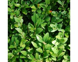 Set van 3 | Trachelospermum jasminoides kant-en-klaar haag 180 cm - Bloeiende plant - Geurend - Snelle groeier - Wintergroen**Inclusief GRATIS druppelslang**