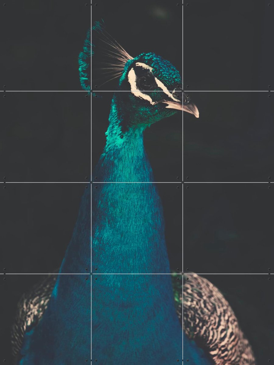 IXXI Peacock and Proud, Ingrid Beddoes - 60 x 80 cm - Gratis ophangtool - Grote wanddecoratie en posters - Fotografie, Woonkamer, Slaapkamer, Dieren