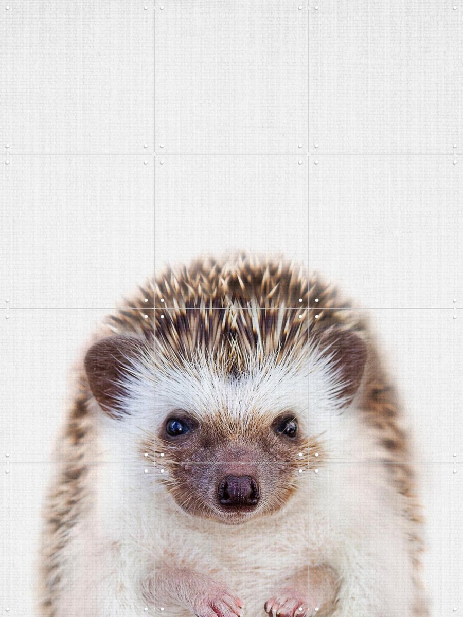 IXXI Print 357 Hedgehog, Lila + Lola - 60 x 80 cm - Gratis ophangtool - Grote wanddecoratie en posters - Speels, Fotografie, Illustraties