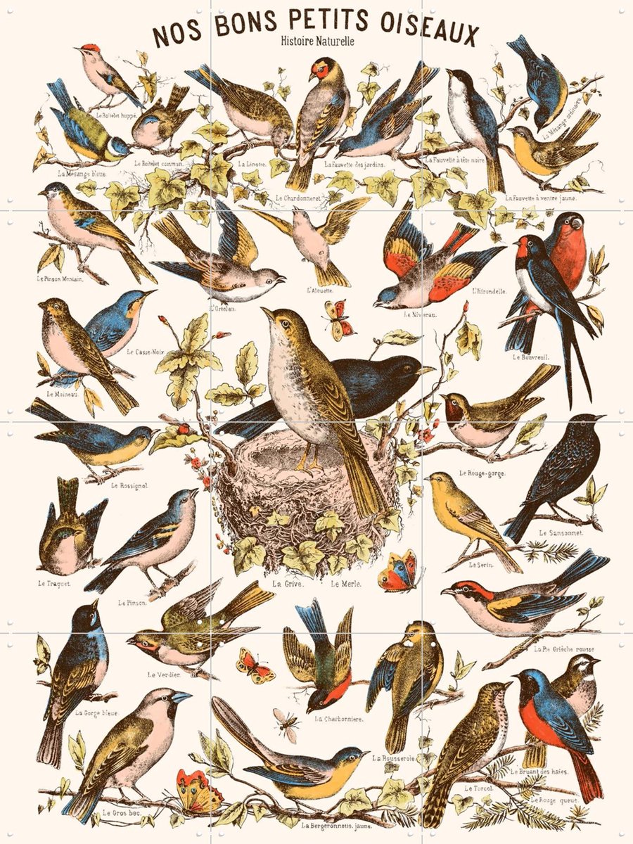 IXXI Nos bons Petits Oiseaux, Aster Edition - 60 x 80 cm - Gratis ophangtool - Grote wanddecoratie en posters - Illustraties, Naturalisme, Vintage