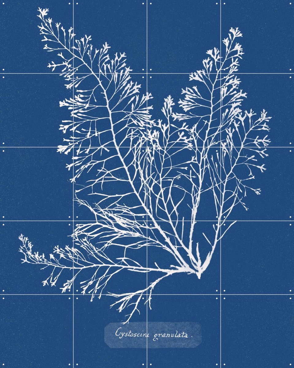 IXXI Cystoseira Granulata Fern, Aster Edition - 80 x 100 cm - Gratis ophangtool - Grote wanddecoratie en posters - Naturalisme, Vintage, Illustraties