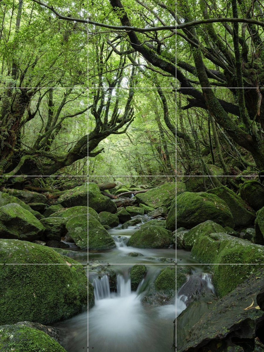 IXXI Mystical moss forest, Jan Becke - 60 x 80 cm - Gratis ophangtool - Grote wanddecoratie en posters - Fotografie, Naturalisme, Woonkamer