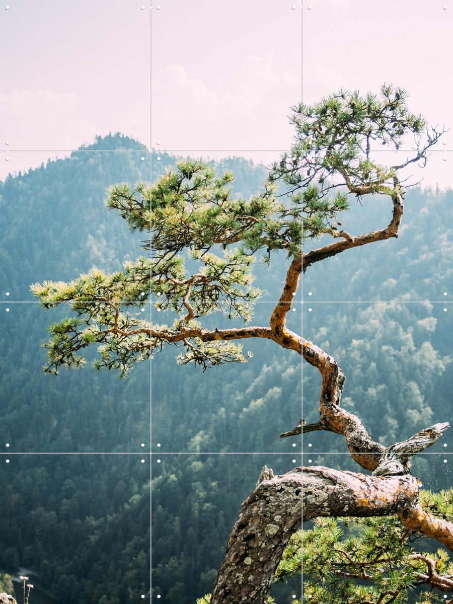 IXXI Sokolica Pine Tree, Pati Photography - 60 x 80 cm - Gratis ophangtool - Grote wanddecoratie en posters - Naturalisme, Fotografie, Woonkamer