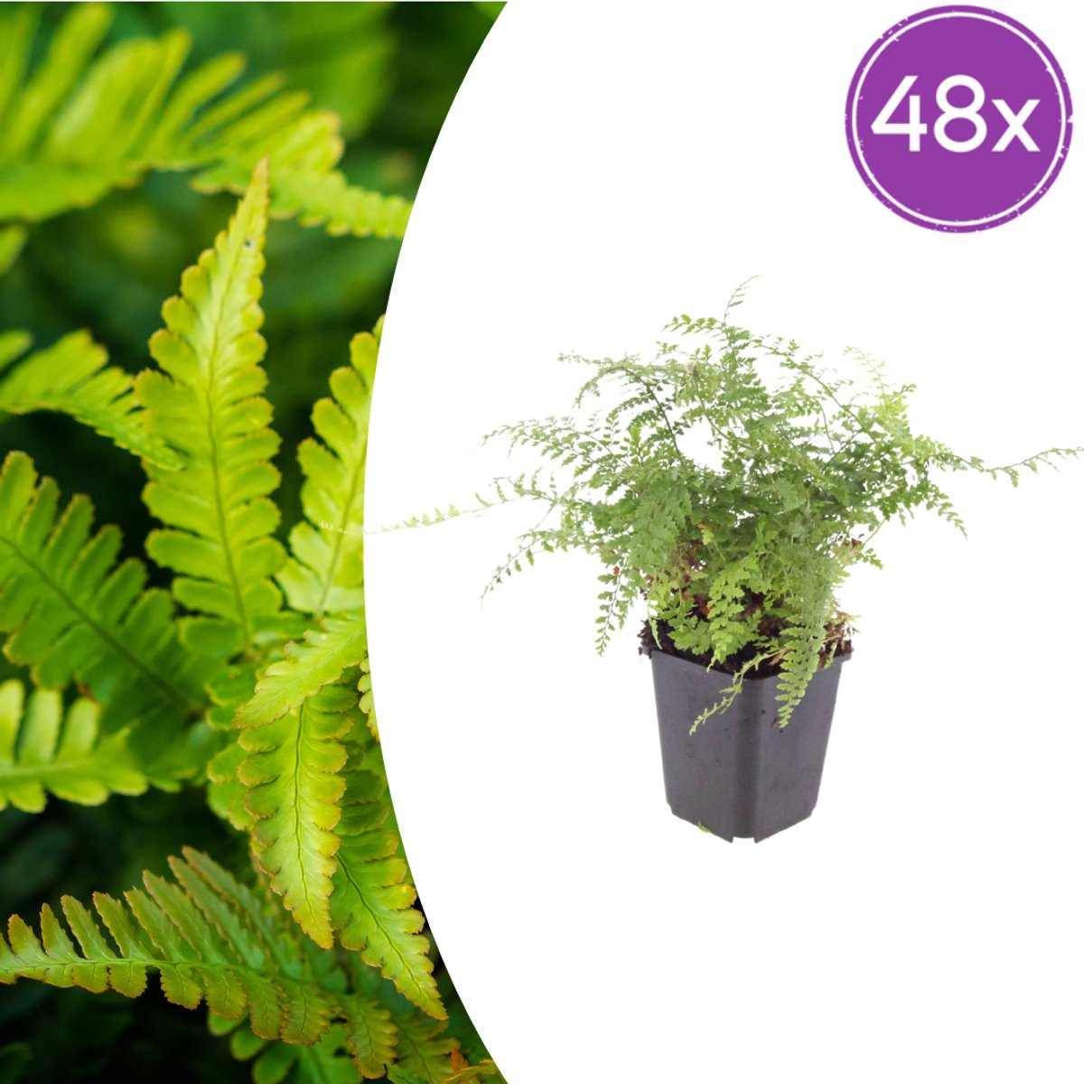 Tuinplantenshop.com | Polystichum set. 'Herrenhausen' | 48 stuks - Ø9cm - 10-25cm hoog - Tuinplant
