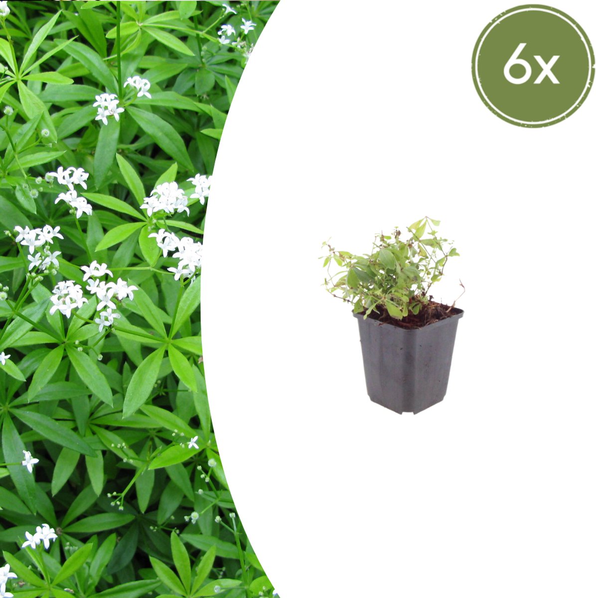 Tuinplantenshop.com | Galium odoratum | 6 stuks - Ø9cm - 10-25cm hoog - Tuinplant