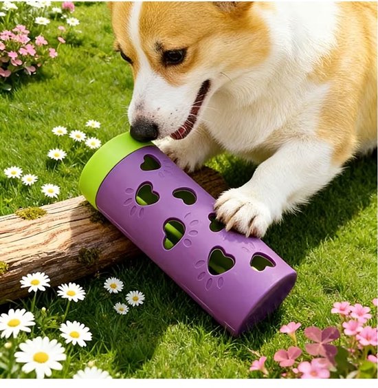 Corgi likt aan paarse voerrol in gras met madeliefjes
