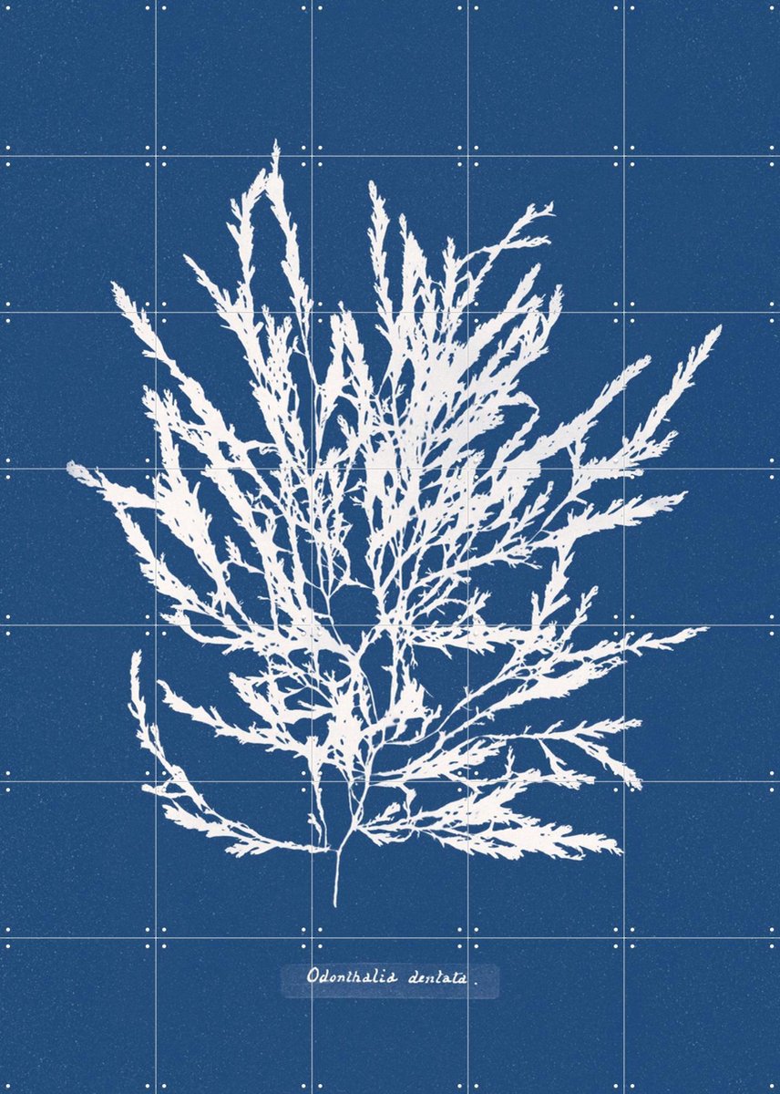 IXXI Odonthalia Dentata - Fern, Aster Edition - 100 x 140 cm - Gratis ophangtool - Grote wanddecoratie en posters - Kleurrijk, Illustraties,
