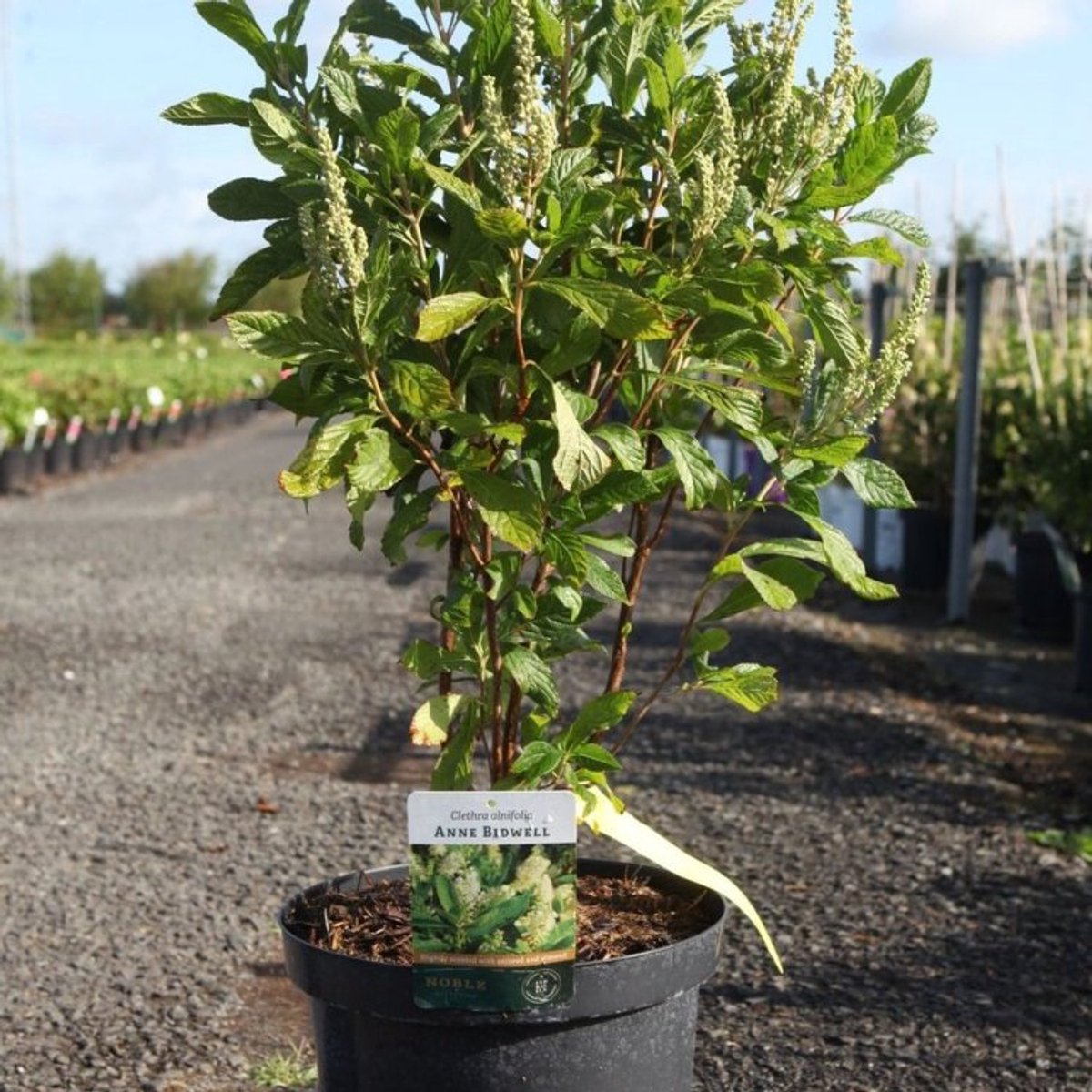Plants Online BV - Planten - Tuinplanten - Heesters - Set van 1 - Clethra alnifolia 'Anne Bidwell'