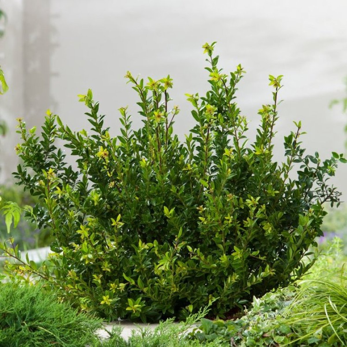 Plants Online BV - Planten - Tuinplanten - Heesters - Set van 1 - Ilex maximowicziana kanehirae
