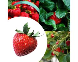 20x Aardbeien planten Korona – Fragaria - (Ook)-Voor in huis - Bodembedekkers - Moestuin