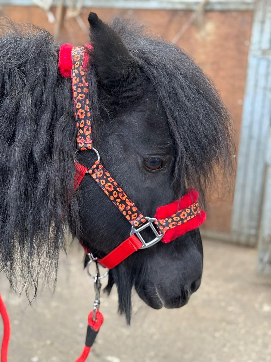 Hoofdstel en Lijnenset - Paardentuig - Comfortabel Rijden - Zachte Imitatiebont Voering - Pony Maat - Rood