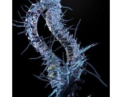Ohr Hiemis - Opal Spine