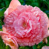 Begonia Novelty 'Bouton de Rose' 6/ cm. (15 Quality Pkgs.x 1) | Rotex Flowerbulbs BV
