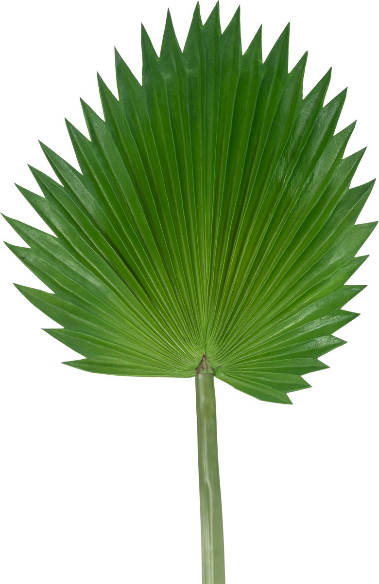 Easyplants | Kunstblad Washingtonia 83cm | Zijde | Nepbloemen | groen | Onderhoudsvrij | Kant-en-klaar